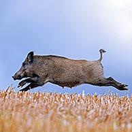 Solitary wild boar (Sus scrofa) sow / female crossing stubble field in summer